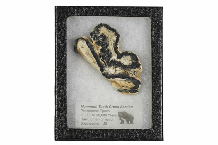 Mammoth Molar Slice With Case - South Carolina #106428